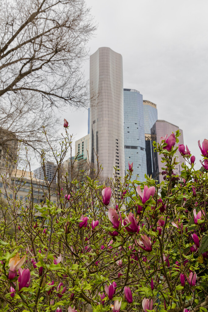 City garden by briaan