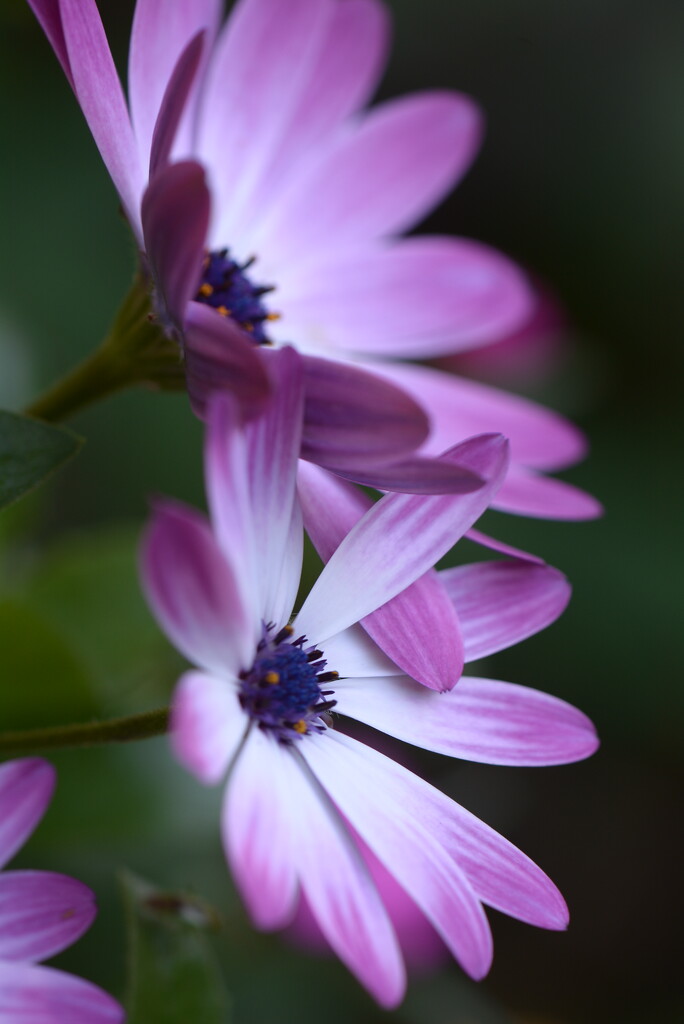 Pink Daisies~~~~~ by ziggy77