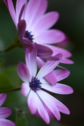 5th Sep 2024 - Pink Daisies~~~~~