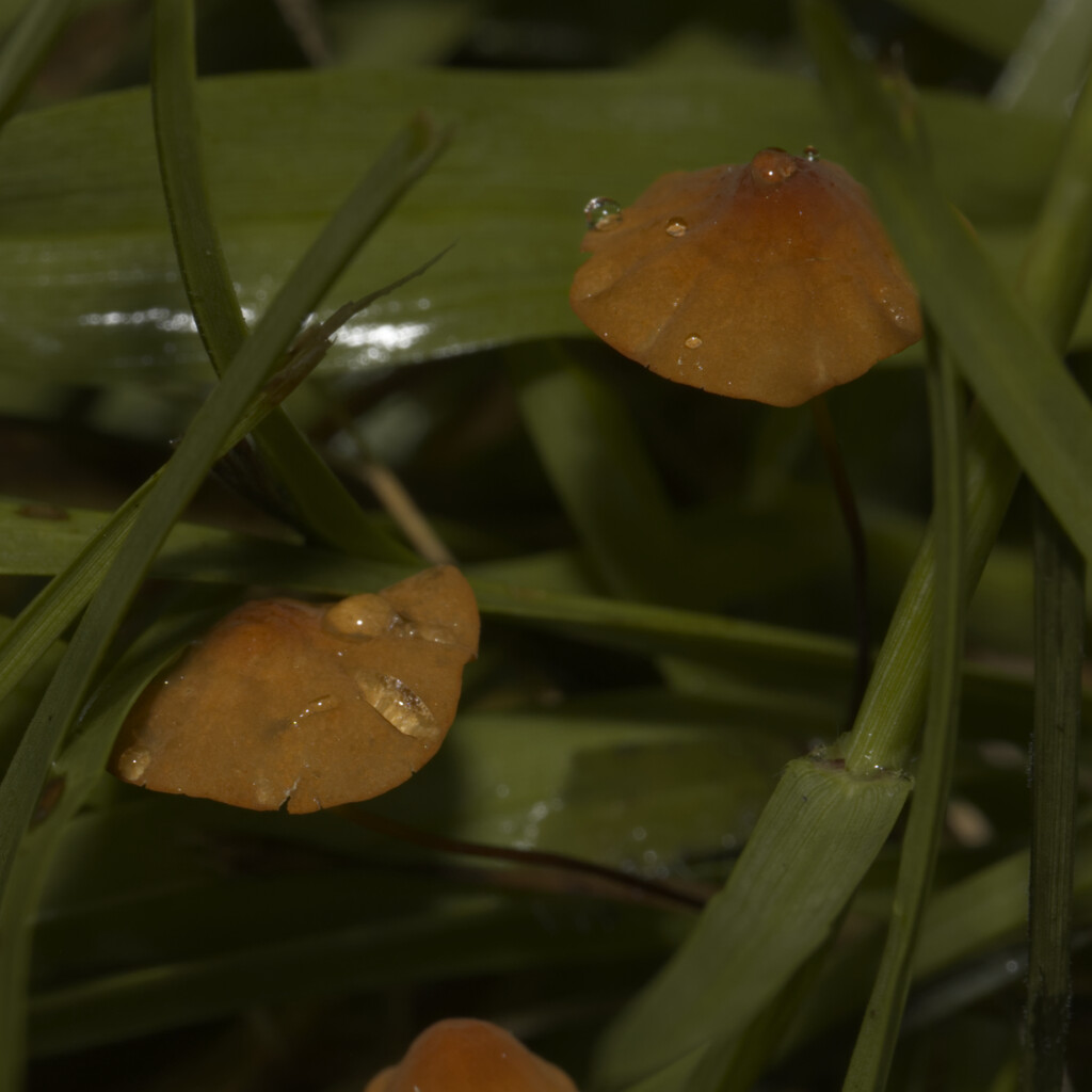 Tiny mushrooms in the grass by peachfront