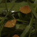 Tiny mushrooms in the grass