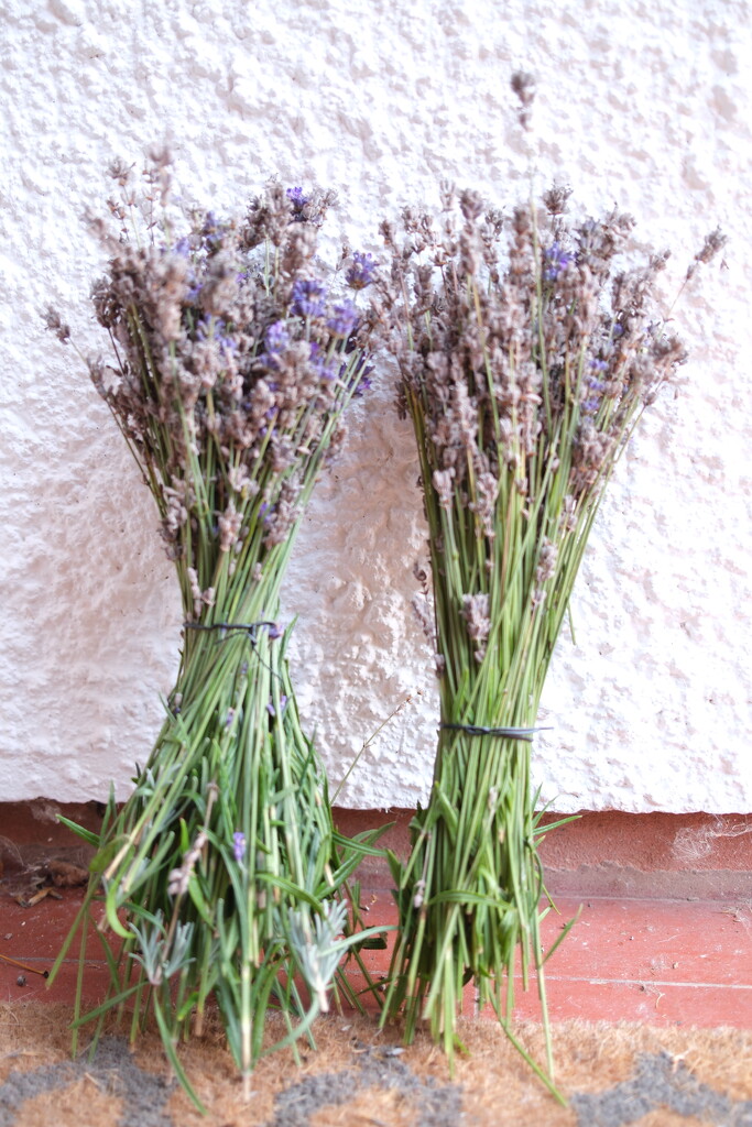 Lavender harvest  by plebster