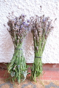 4th Sep 2024 - Lavender harvest 