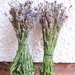 Lavender harvest 