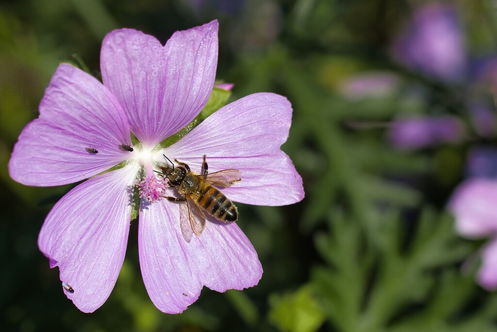 Musk mallow with honey bee by okvalle