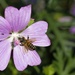 Musk mallow with honey bee