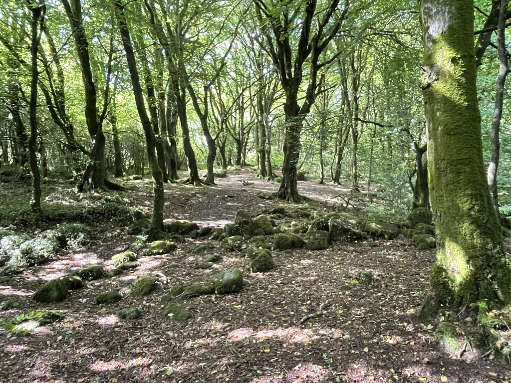 Barna woods, near Galway, Ire. by jmdspeedy