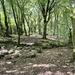 Barna woods, near Galway, Ire.