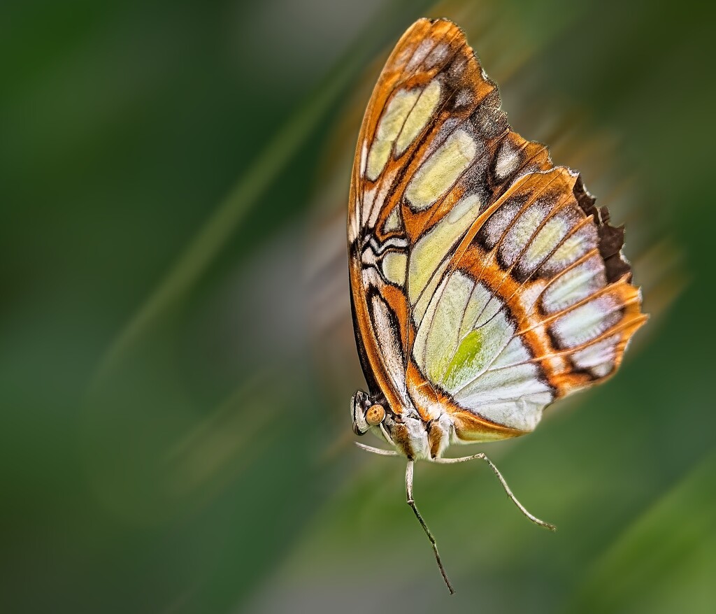 Malachite Butterfly by billyboy