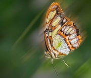 5th Sep 2024 - Malachite Butterfly