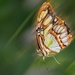 Malachite Butterfly