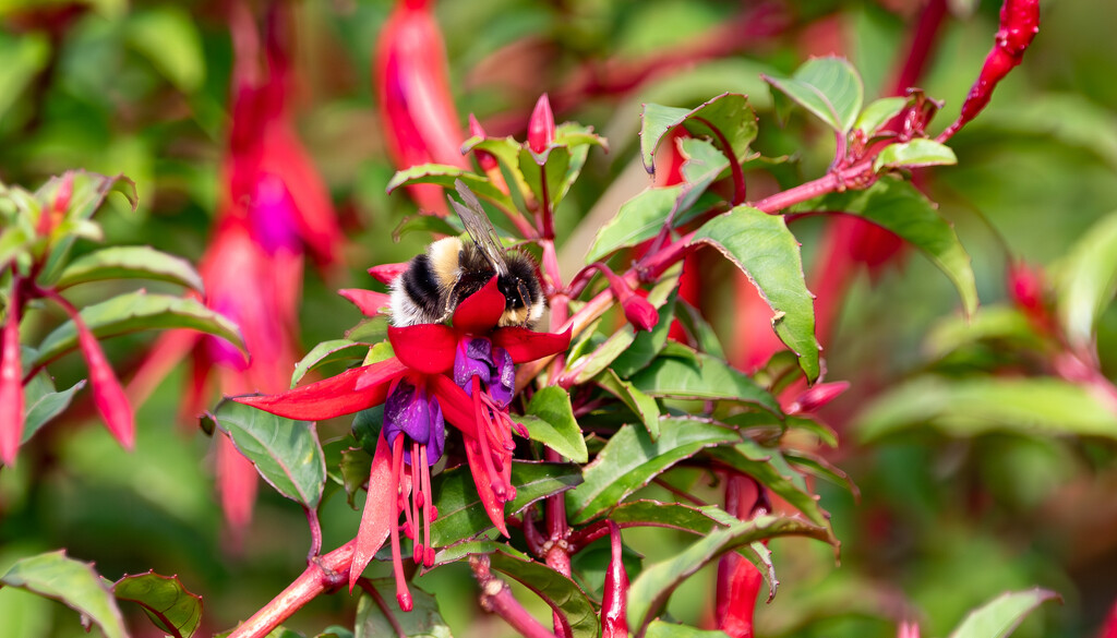 Busy Bee Bush by lifeat60degrees