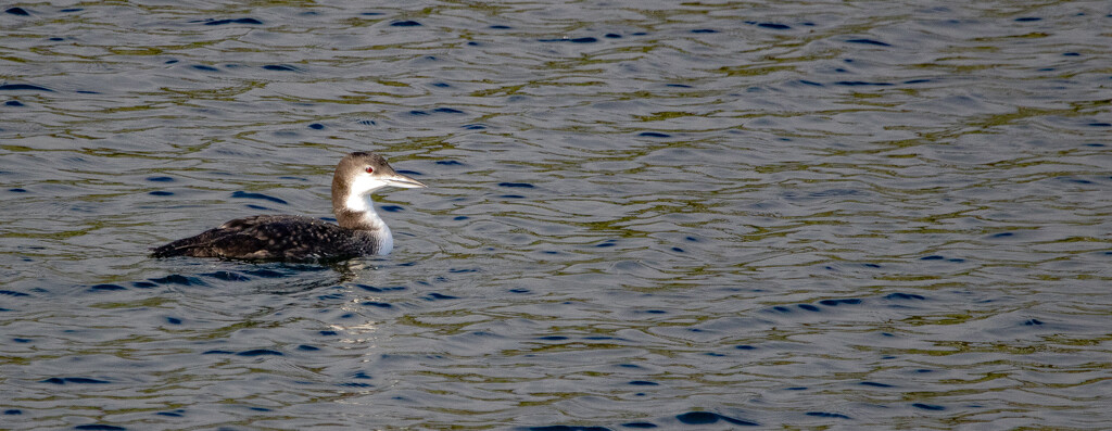 Great Northern Diver by lifeat60degrees