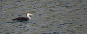 5th Sep 2024 - Great Northern Diver