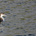 Great Northern Diver