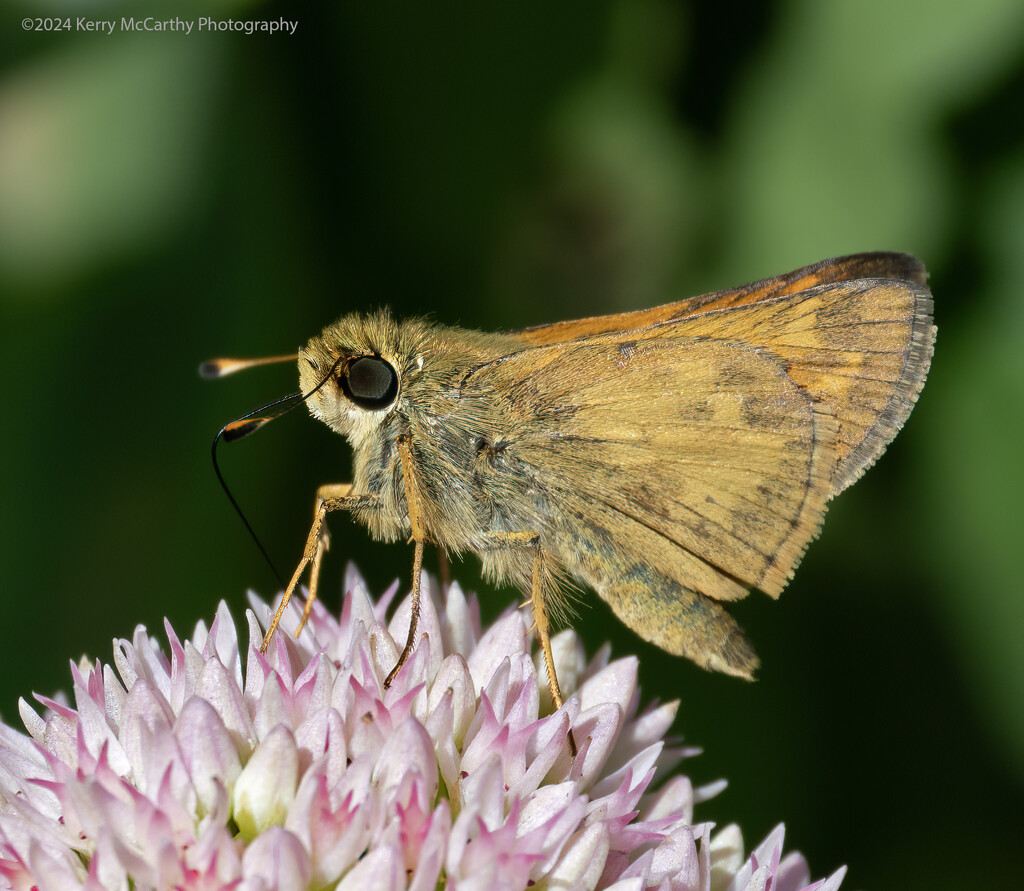 Close look by mccarth1