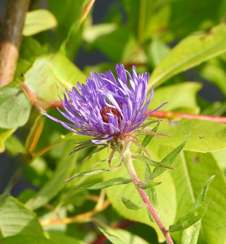 Another Aster by sunnygreenwood