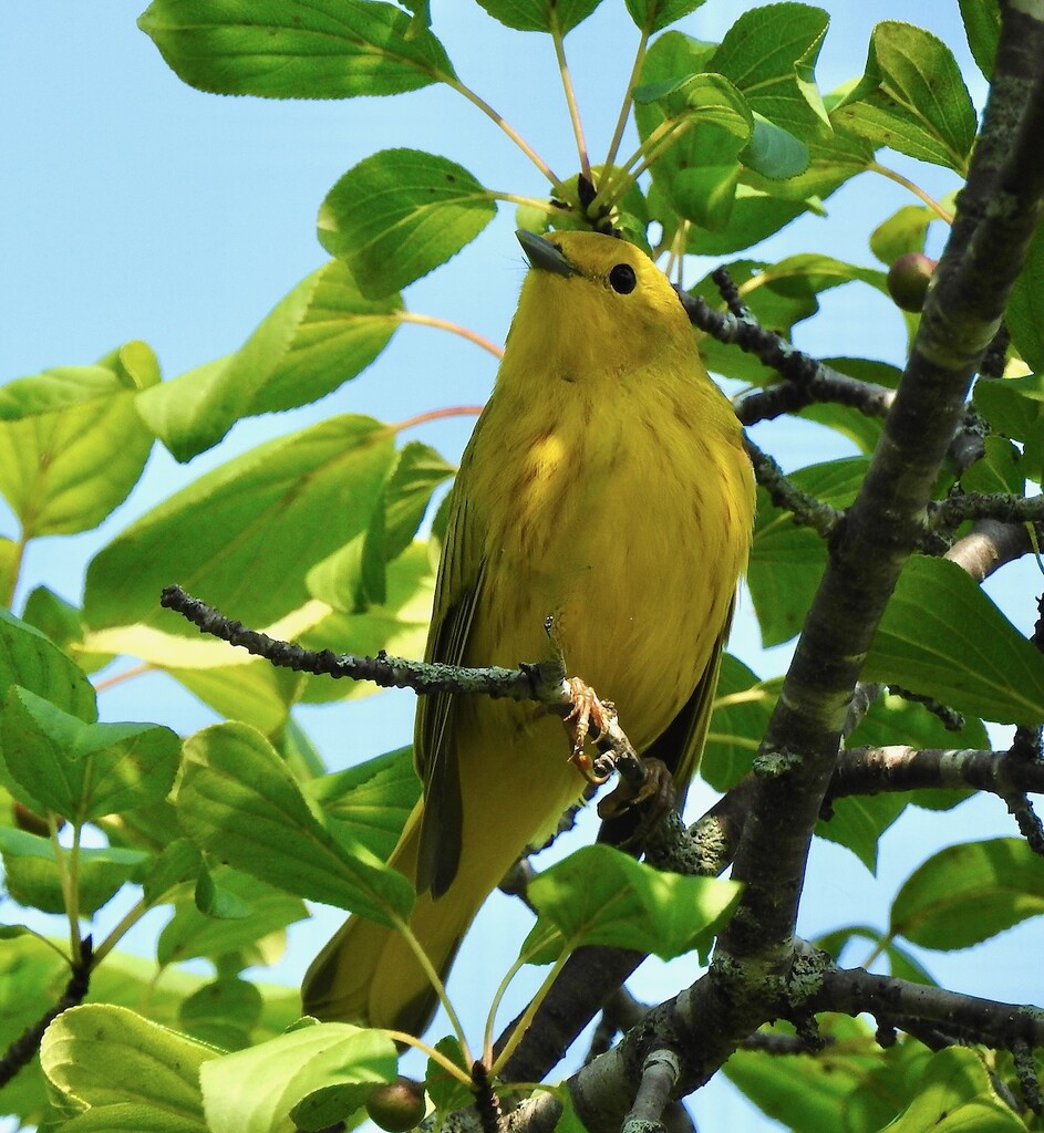 Yellow Warbler by sunnygreenwood