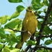 Yellow Warbler by sunnygreenwood