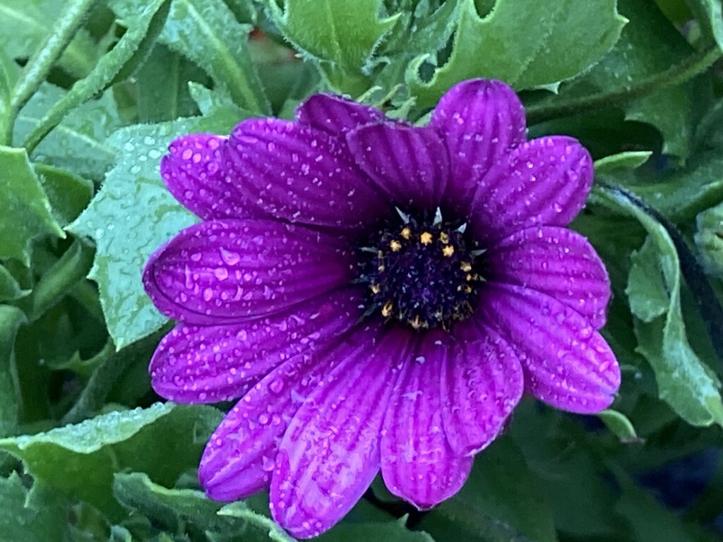 Osteospermum Flower by cataylor41