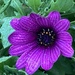 Osteospermum Flower by cataylor41