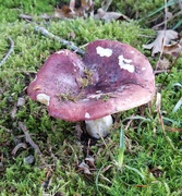 3rd Sep 2024 - Fungi 