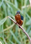 5th Sep 2024 - Kingfisher 