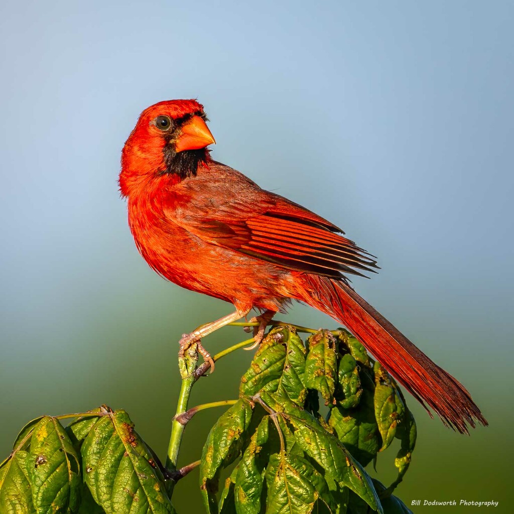 Cardinal by photographycrazy