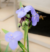 5th Sep 2024 - Spiderwort and the yellow jacket