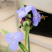 Spiderwort and the yellow jacket