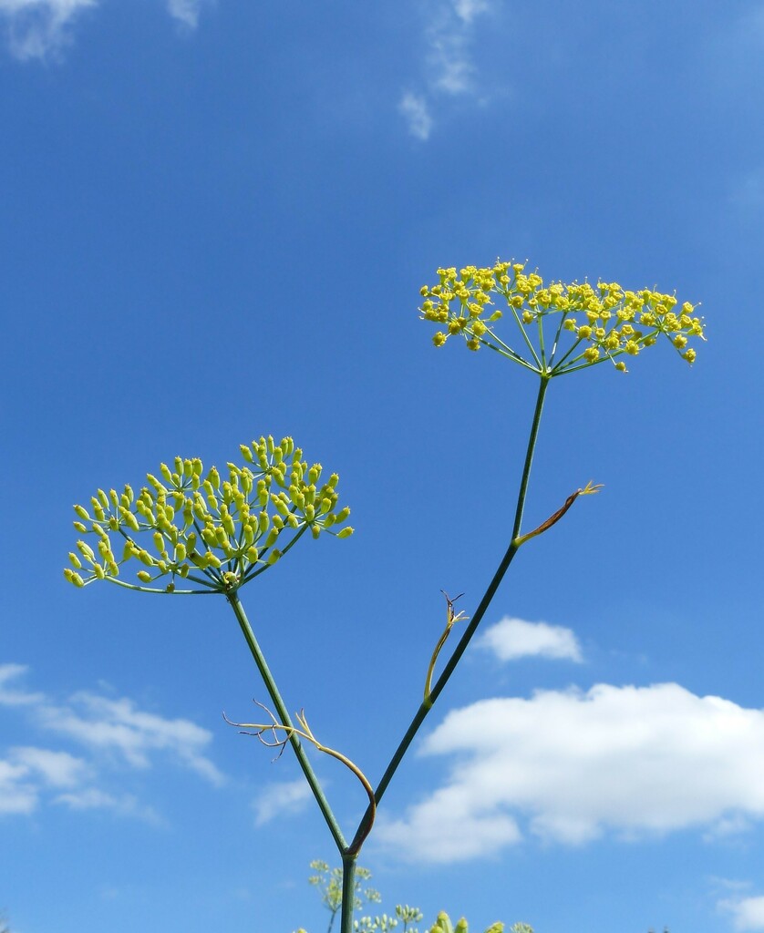 one of my favorites plants  by jokristina