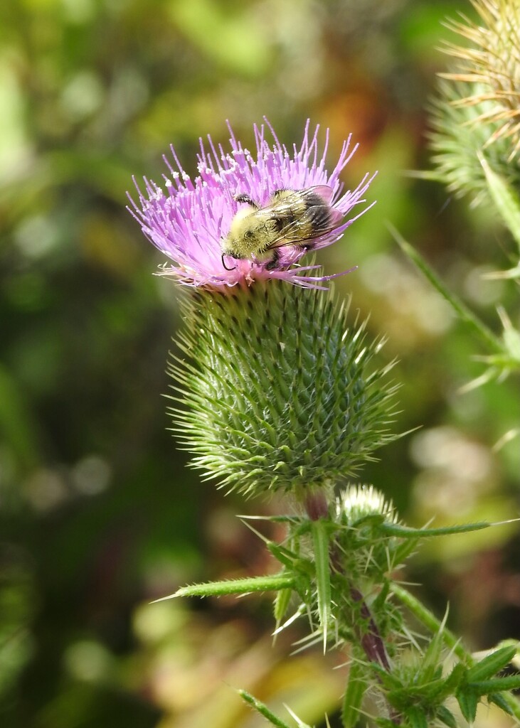 Thistle by sunnygreenwood