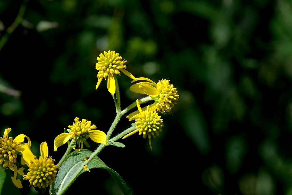 Wingstem (Verbesina alternifolia) by lsquared