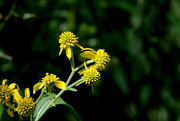 2nd Sep 2024 - Wingstem (Verbesina alternifolia)