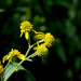 Wingstem (Verbesina alternifolia) by lsquared