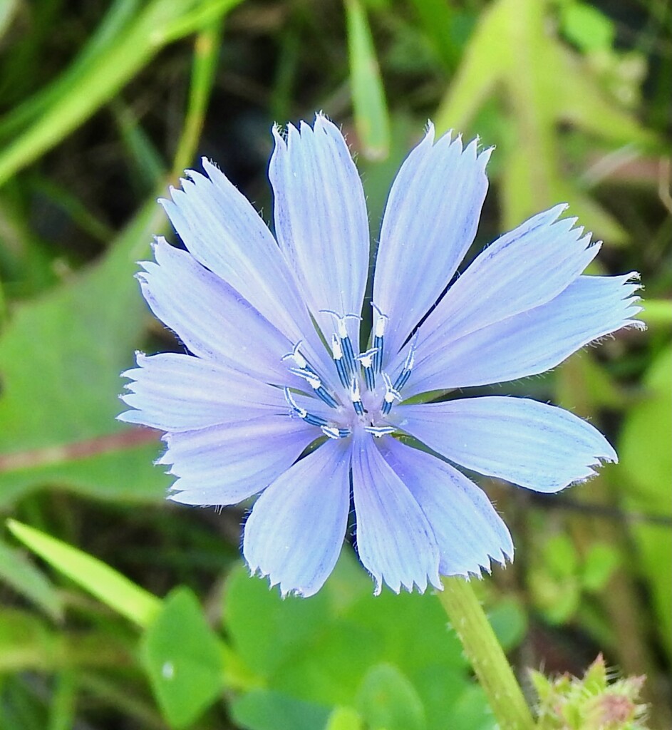 Chicory by sunnygreenwood