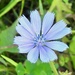 Chicory by sunnygreenwood