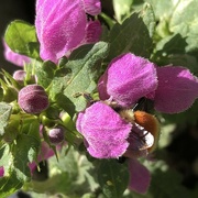 5th Sep 2024 - Tucked Away Bee