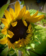 5th Sep 2024 - Birds plant the prettiest flowers