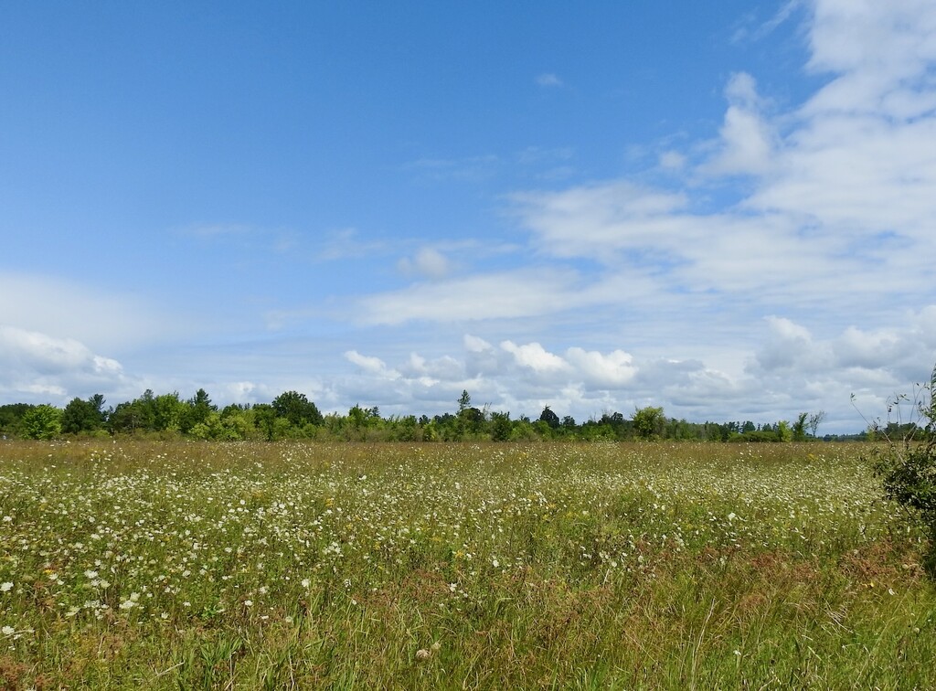 Wild Flowers by sunnygreenwood