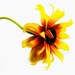 Rudbeckia 