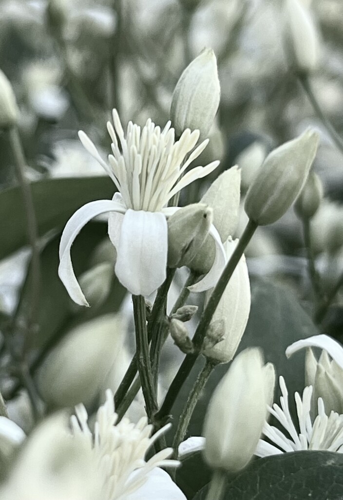 Sweet Autumn Clematis  by sjgiesman