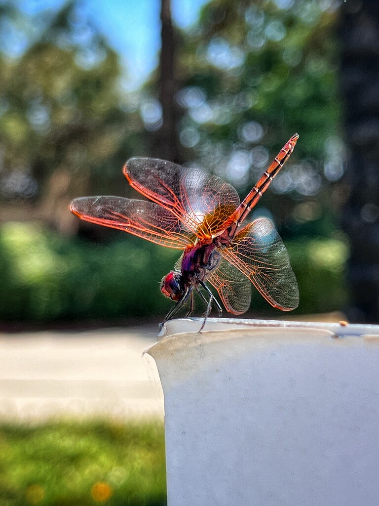 Dragonfly  by gaillambert