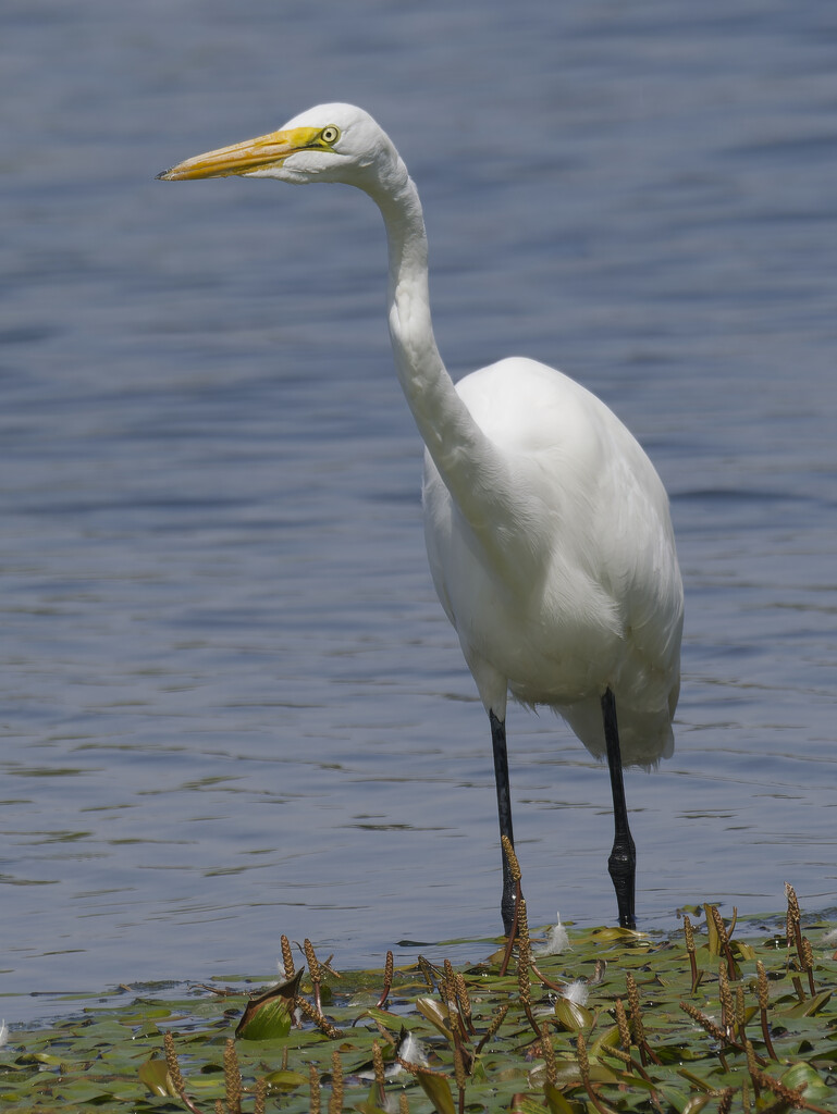 great egret  by rminer