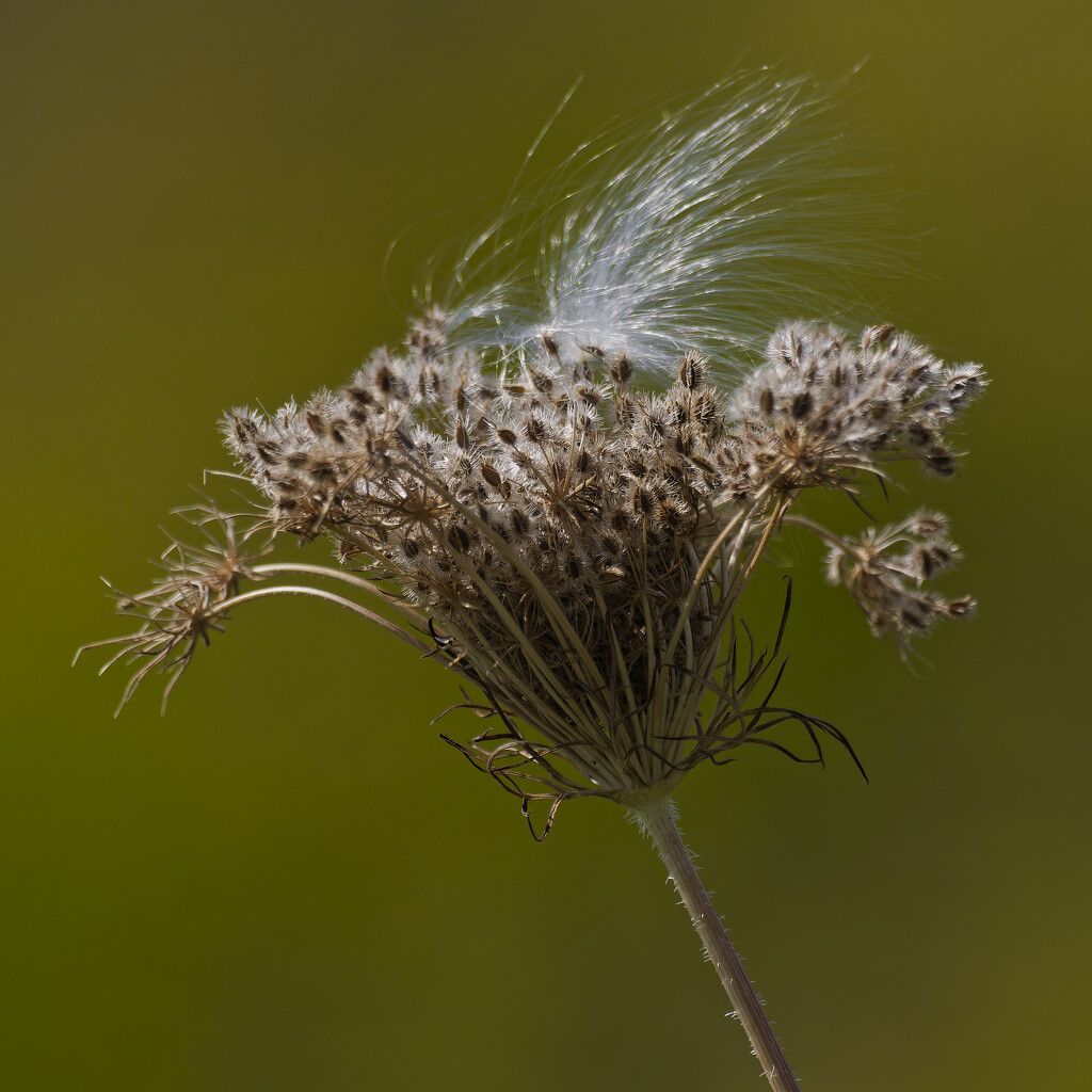 Milkweed Seeds on Queen Anne's Lace by rminer