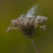 5th Sep 2024 - Milkweed Seeds on Queen Anne's Lace