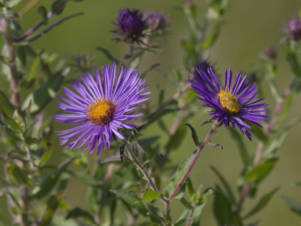 New England Asters by rminer