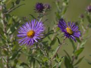 5th Sep 2024 - New England Asters