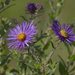 New England Asters