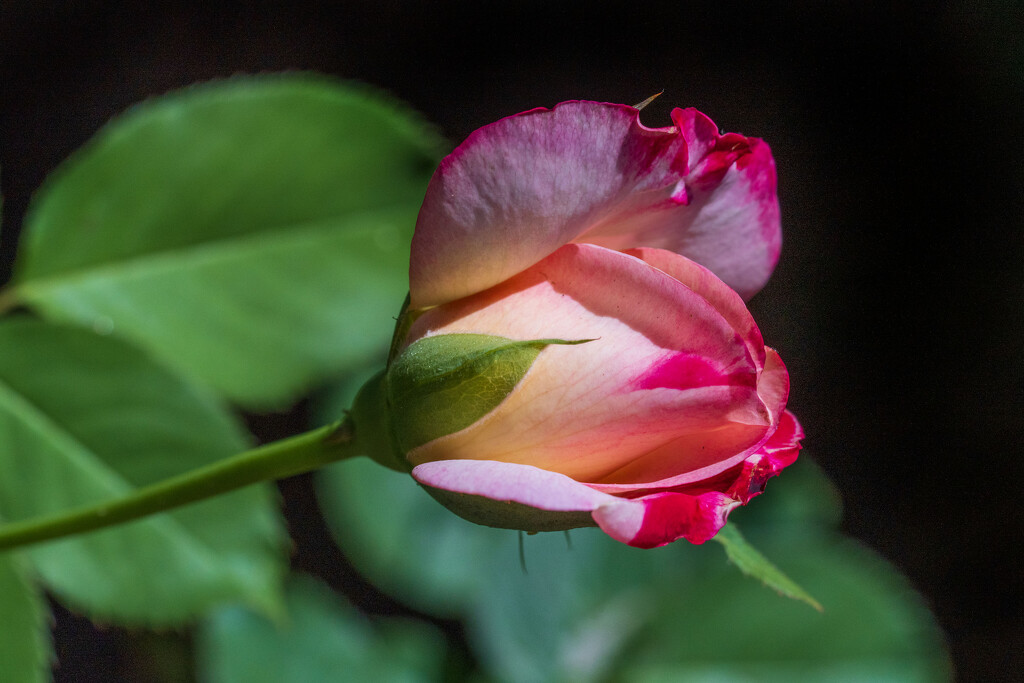 Double Delight Bud by kvphoto